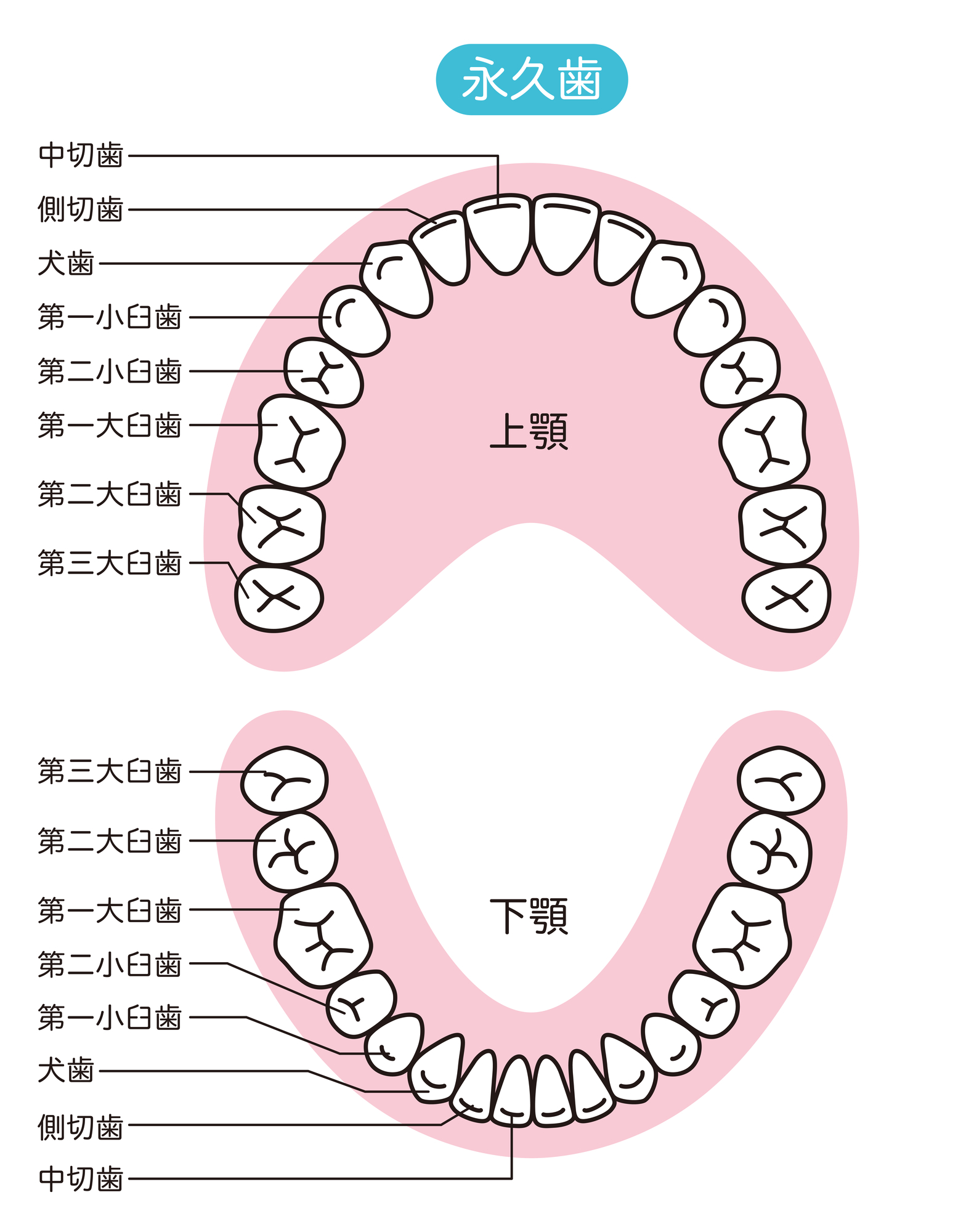 歯式